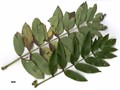 SpeciesSub: subsp. pohuashanensis